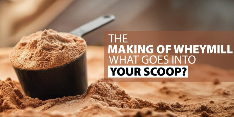 Scoop of whey protein powder showcasing the process and ingredients behind high-quality whey protein manufacturing